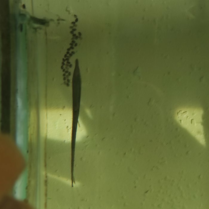 Стурисома панамская ,фарловелла обыкновенная.Гуппи,анциструсы,цихлиды