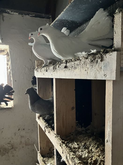 Pawiki indyjskie różne kolory likwidacja chodowli