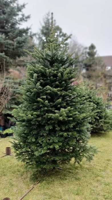 Choinka Żywa Jodła Kaukaska Świerk Cięta W Doniczce PLANTACJA RADOM