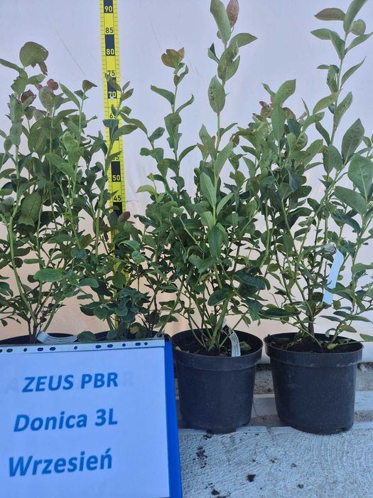 7. Borówka amerykańska CALYPSO PBR 3 lata donica 3 litry CAC Premium