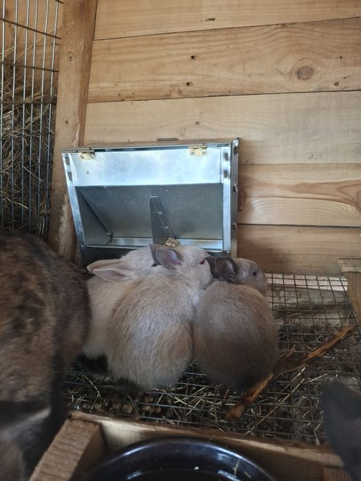 Маленькие Кролики