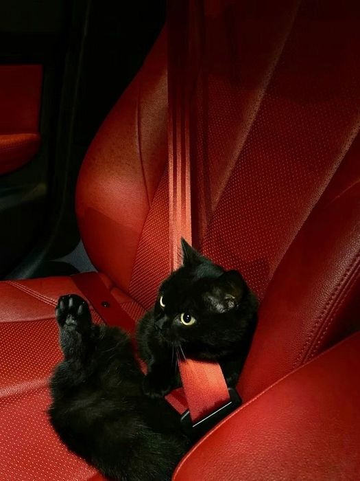 Віддам в хороші руки