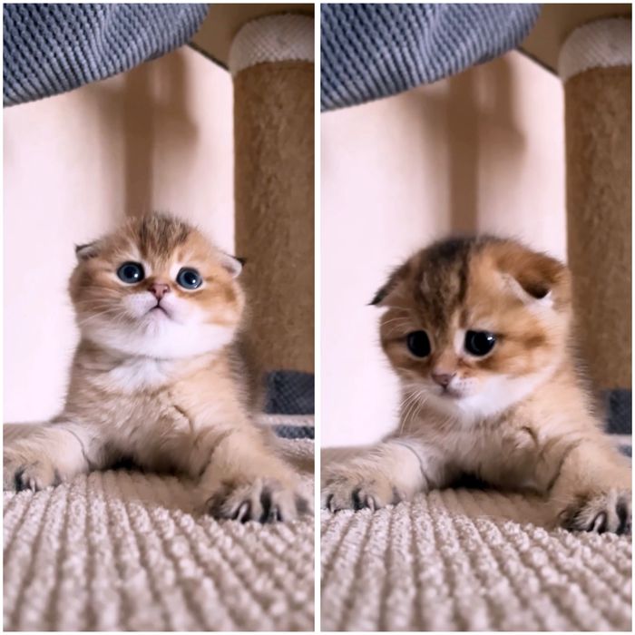 Неймовірний котик золота шиншила