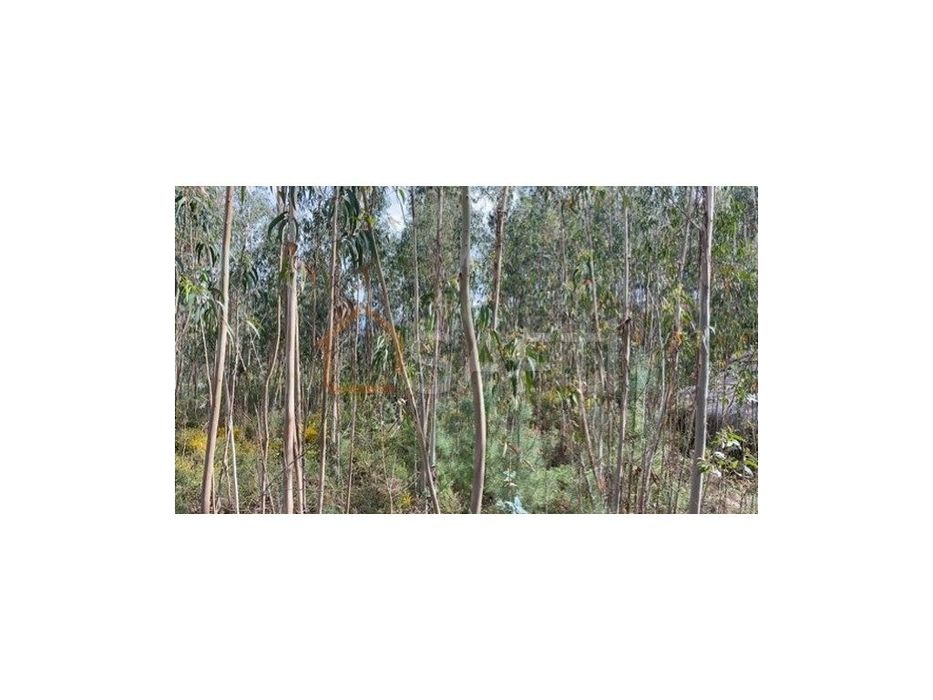 Terreno rústico junto a Anta Vende-se 360 m2 40 000€ TND — Lajeosa do Dão, Viseu