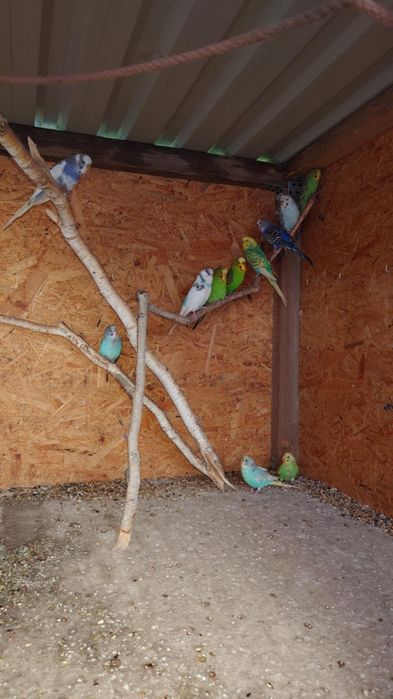 Papugi faliste 24r i 25r woliera zewnetrzna