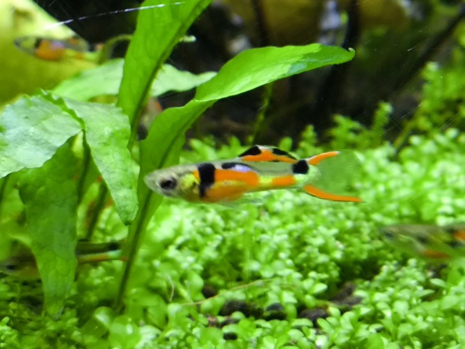 Guppies Endler (Black Bar e Blue Japan)