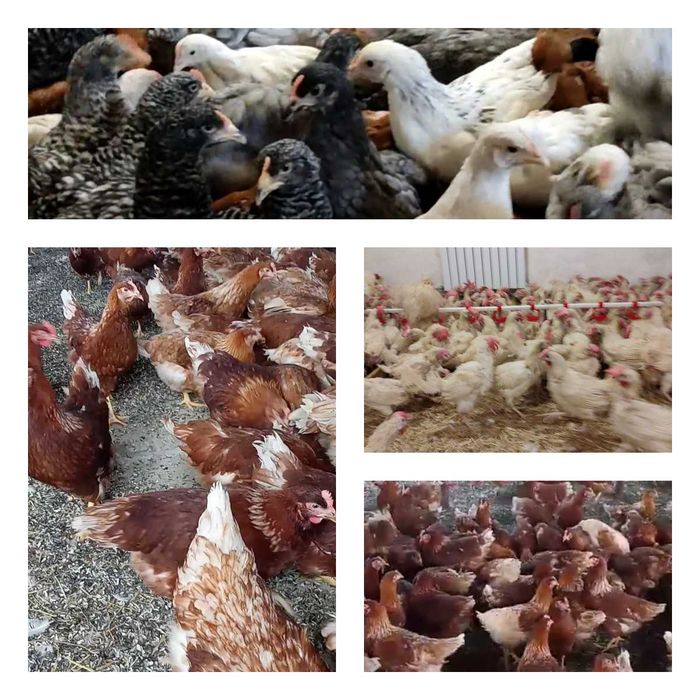 Продам кури несушки! Доставка безкоштовна. Черняхів