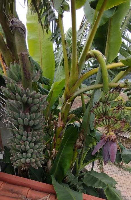 vendo bananeiras variedade oriunda de Angola