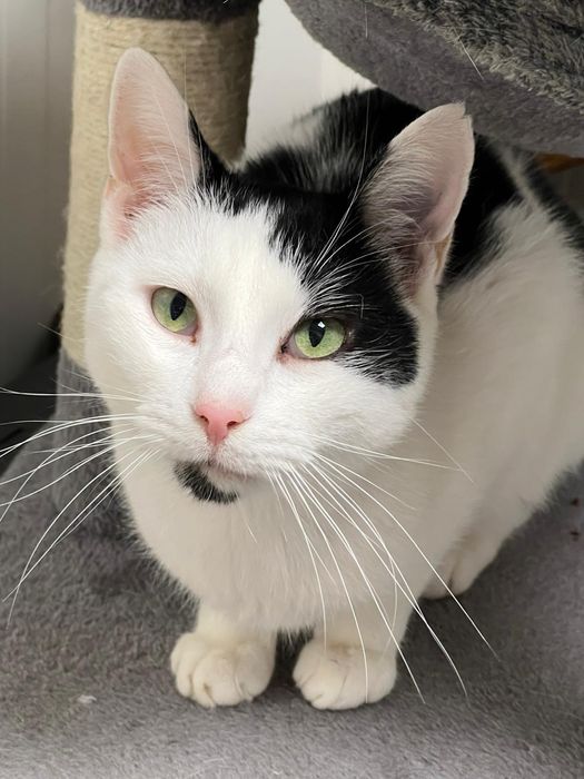 Delikatny kotek do pokochania