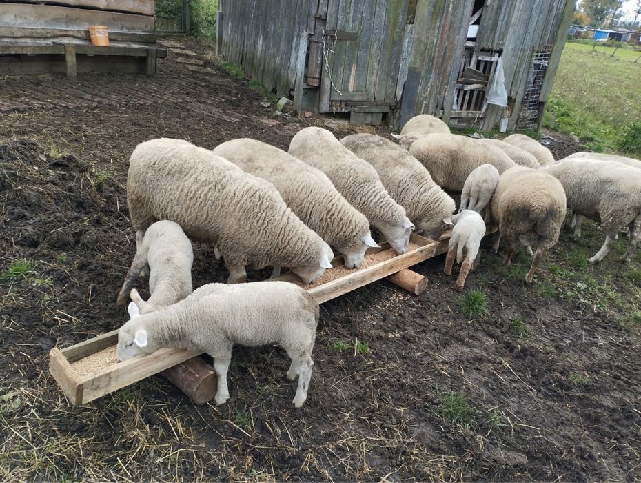 Owca/jagniaki/merynos