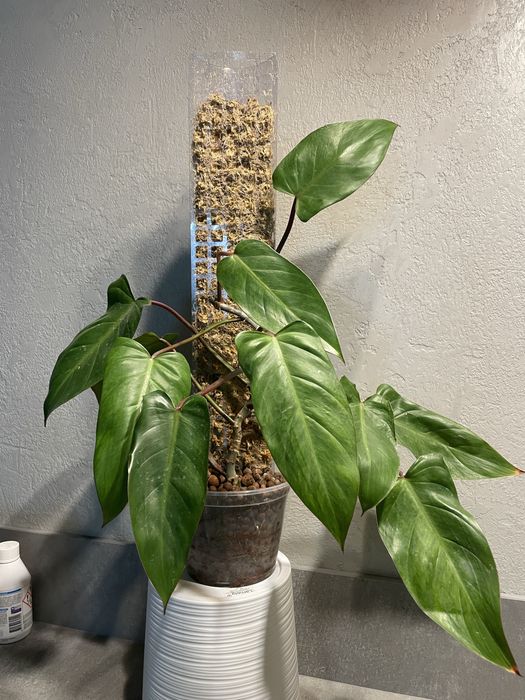 Філодендрон, бульби алоказіі