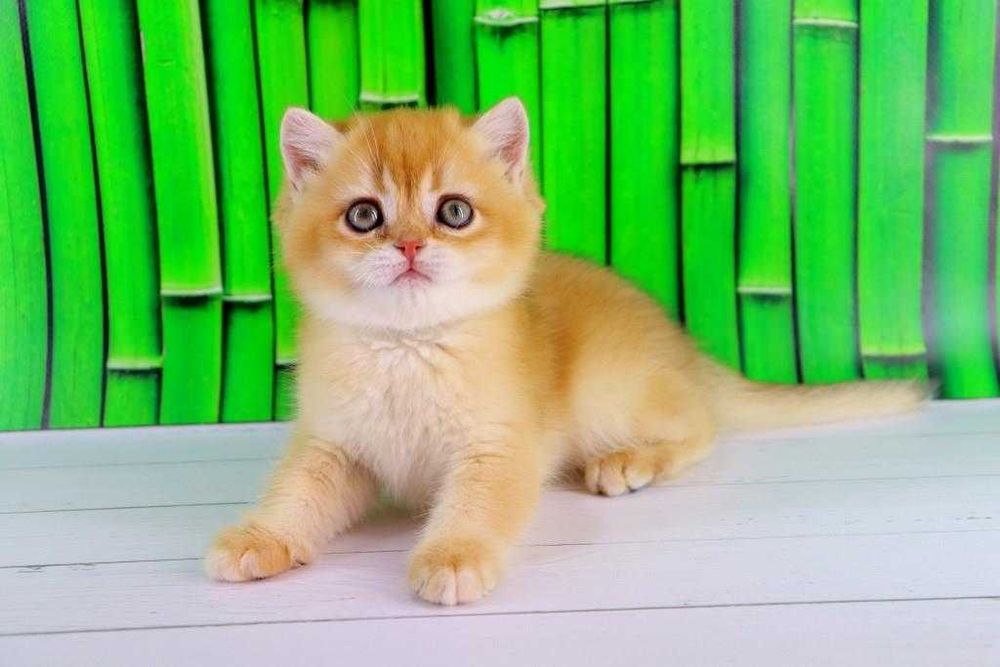 Дуже ласкавий та красивий британських хлопчик-золота шиншилла