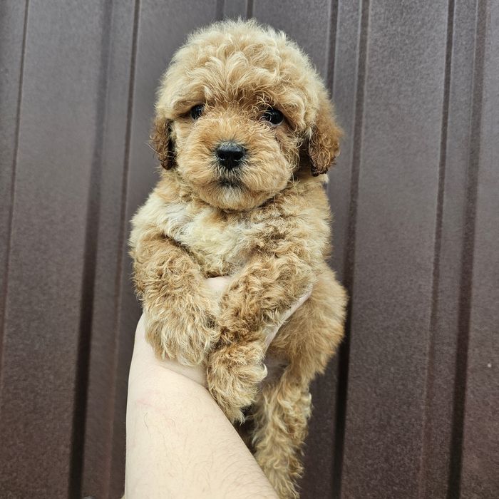 Щенки мальтипк мальчики и девочки