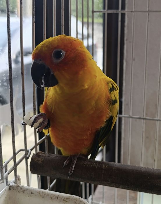 Aratinga do sol criada à mão