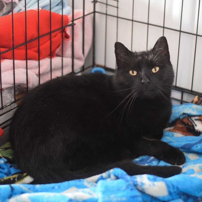 Spokojna Grażynka szuka domu