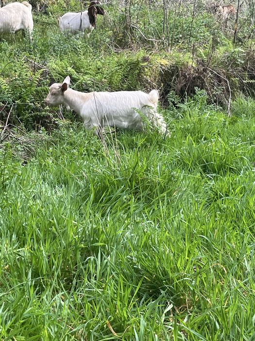 Cabras para Venda