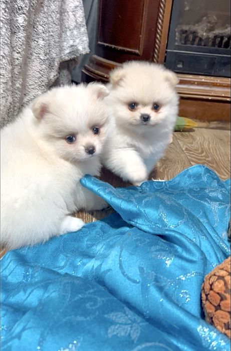 Померанськи цуценята