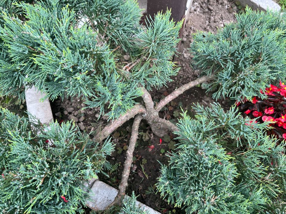 Кипарисовик стрижений