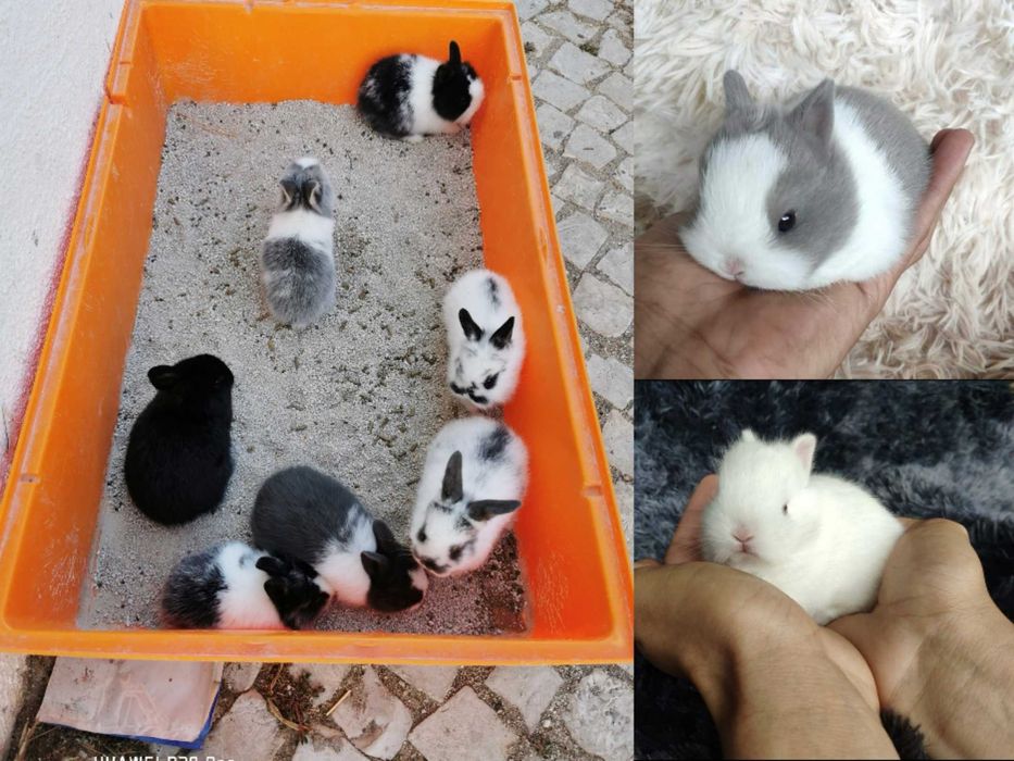 (KIT) Coelhos anões mini hôlandes e mini lindíssimos