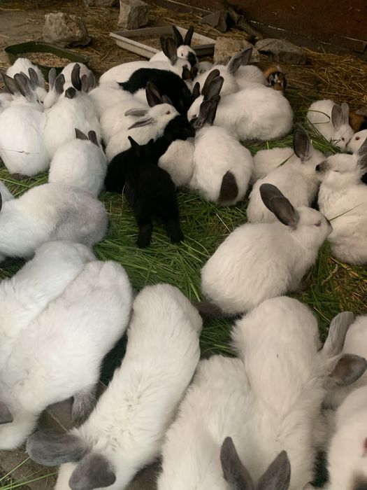 Króliki kalifornijskie i mieszane