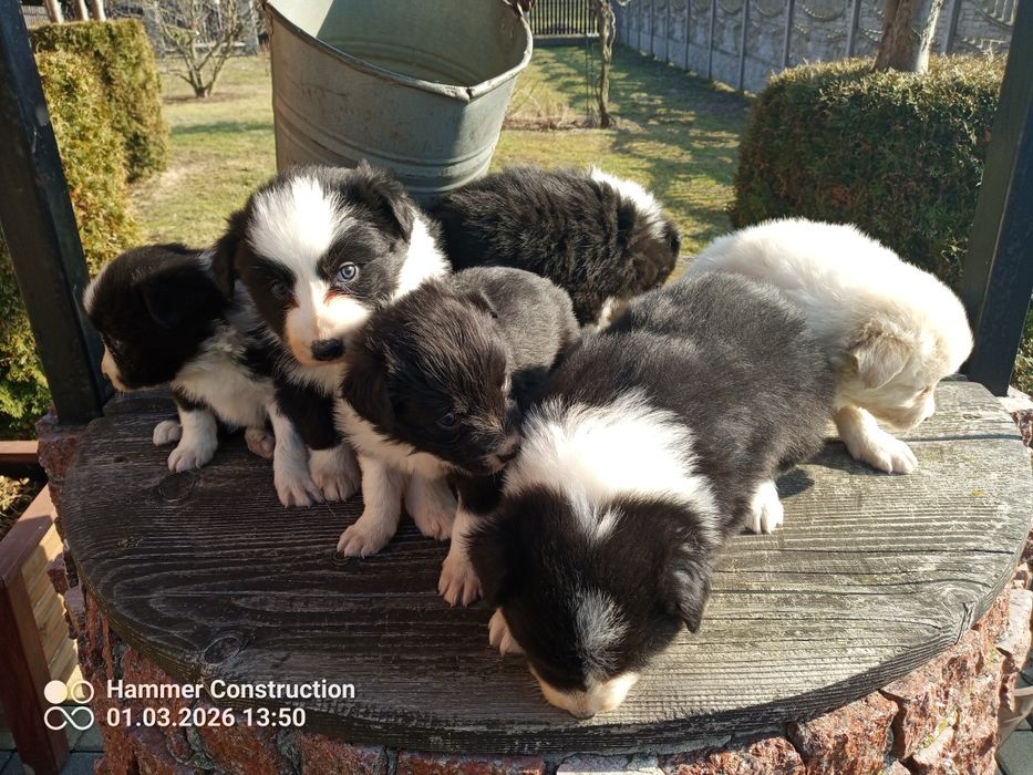Szczeniak border collie