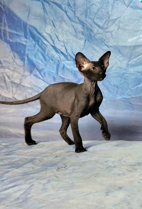 Peterbald kociak
