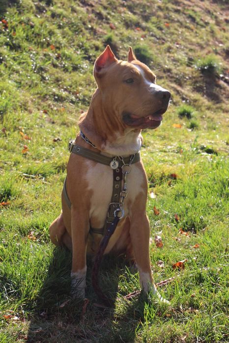 Стаффордширский терьер вязка