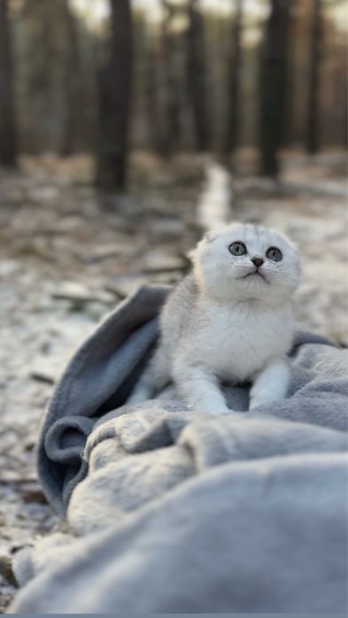 Дівчинка шотландська фолд висловуха срібна шиншила