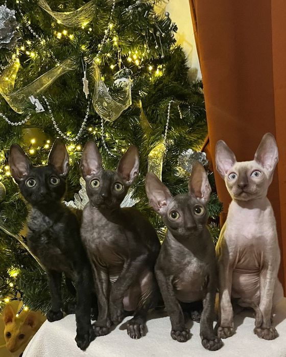Кошенята Корніш рекс / Доставка в будь-яке місто