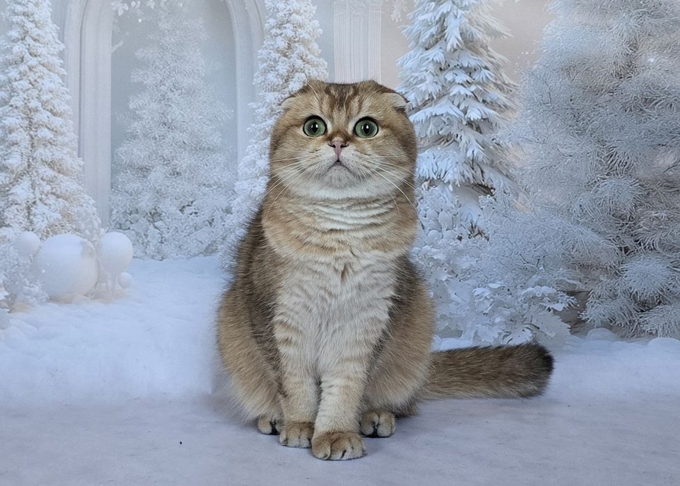 Зеленоглазая шотландская красотка