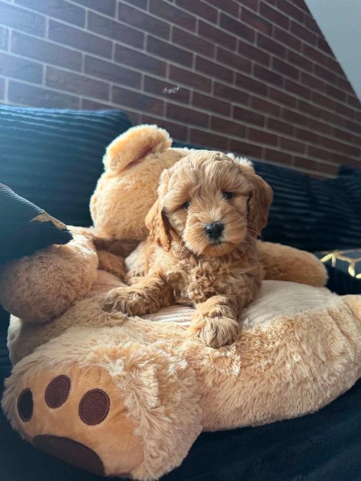 cavapoo f1b hybryda Cavapoo Pies