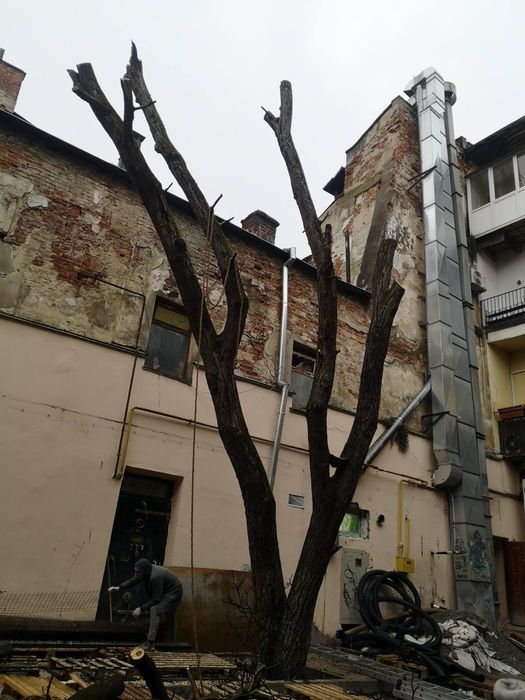 Зрізання дерева .