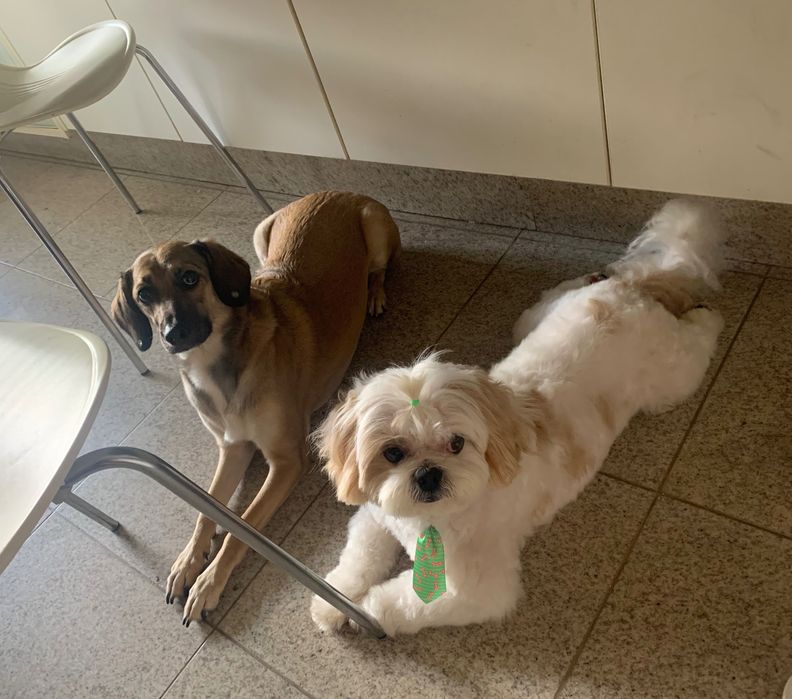 Pet sitting and Dog walking
