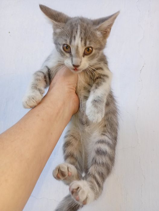 Породистые Котята девочки