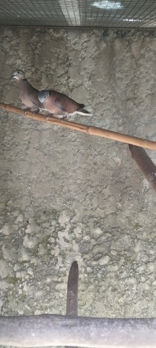 Casal de rolas Traquebarica