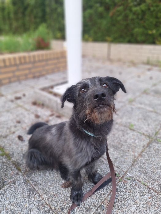 Szczeniak do adopcji