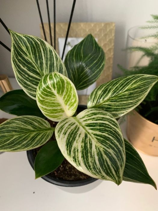 Філодендрон Біркін