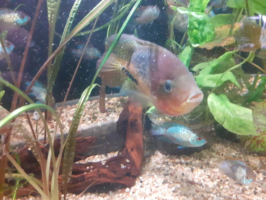 Pielęgnice wielobarwne