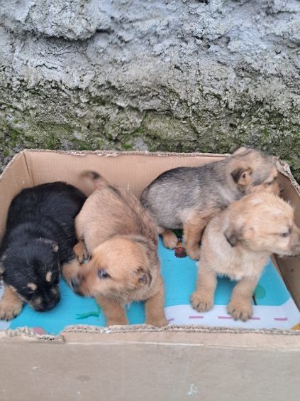 Urocze szczeniaczki do oddania