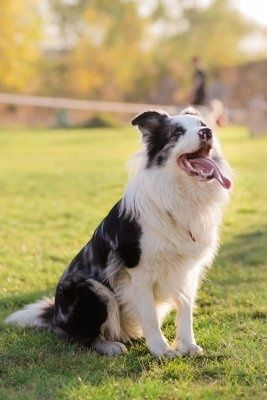 Бордер коллі  собаки