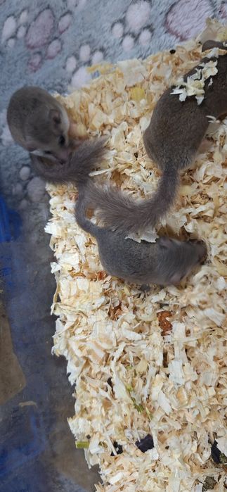 Popielice afrykańskie młode