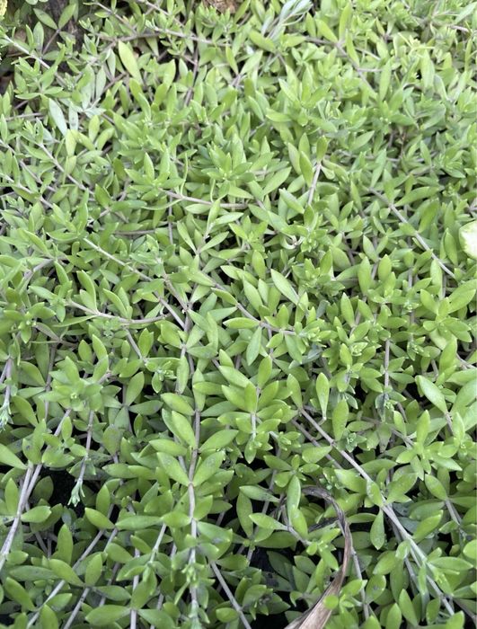 Очиток firecracker,angelina,medindorfa,variegata,lime zinger,ewersi