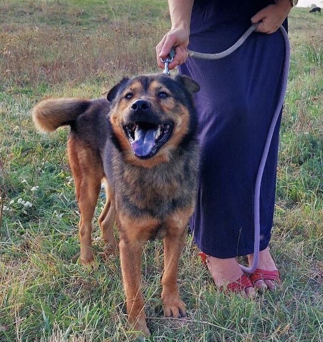 Віддаємо песика в добрі руки