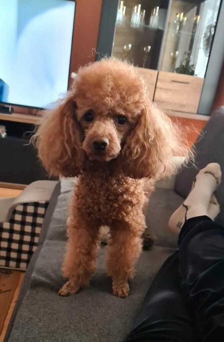 Cavapoo f1 piesek cavalier x pudel toy 11 tyg aktualne