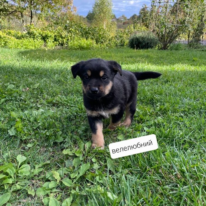 Цуценята шукають свій дім