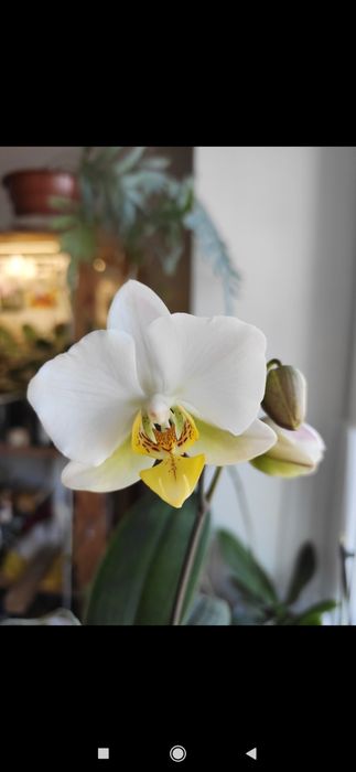 Орхідея фаленопсис SWR Stuart