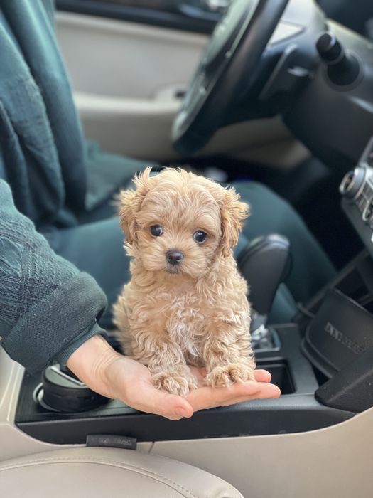 Удивительные созданья Мальтипу Ф1 !!!