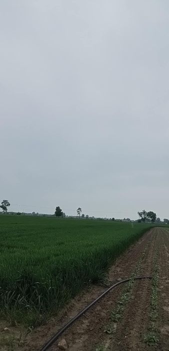 Sprzedam pszenicę rok po centrali