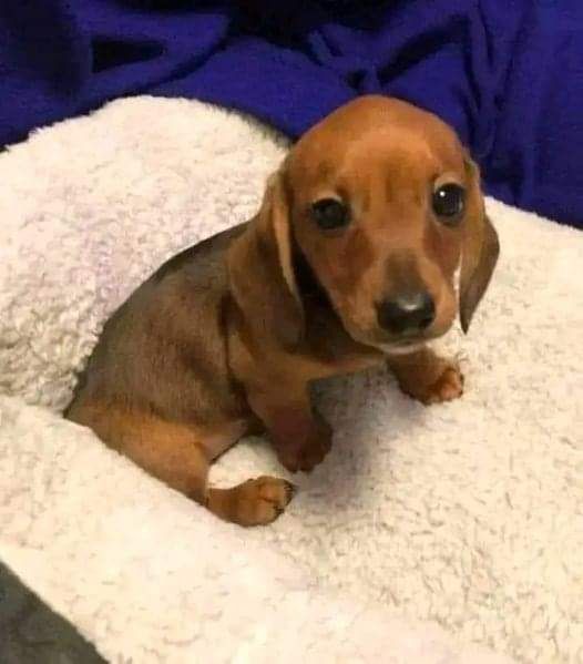 Руді дівчатка і хлопчик