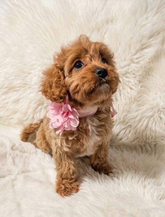 Cavapoo suczka!!!